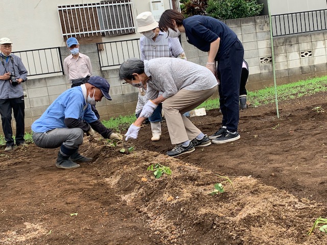 さつまいもの植え付け
