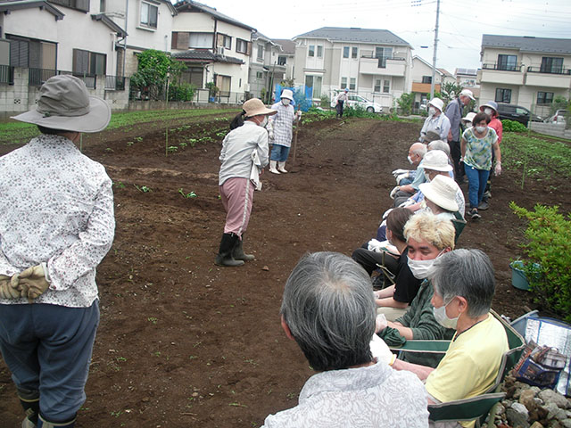 さつまいもの植え付け